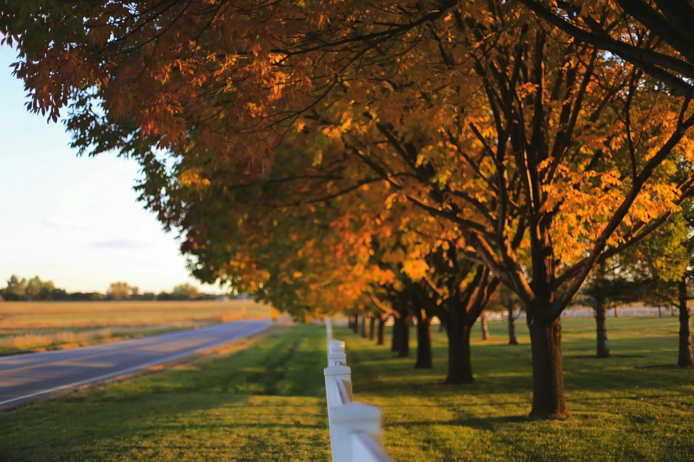 A row of shade trees in orange and gold autumn leaf lining a white rail fence on a mowed verge beside a country road, low evening sun and open fields at left.