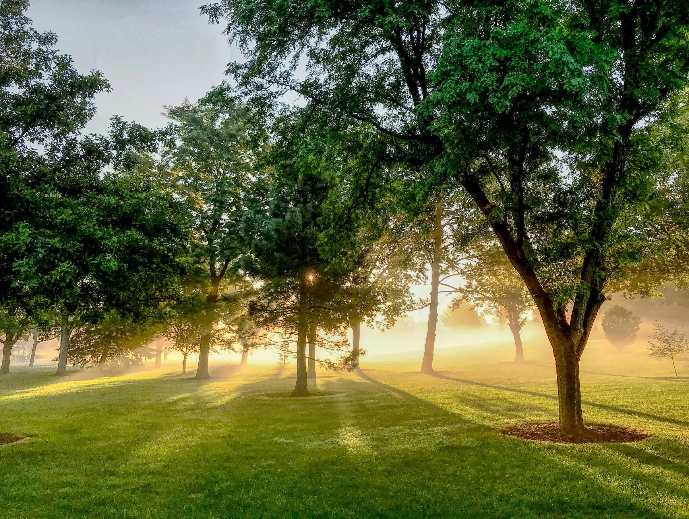 Sunrise in a park: mature shade trees on a mowed lawn with mulched tree rings, morning mist and long shadows, a playground faintly visible at far left.