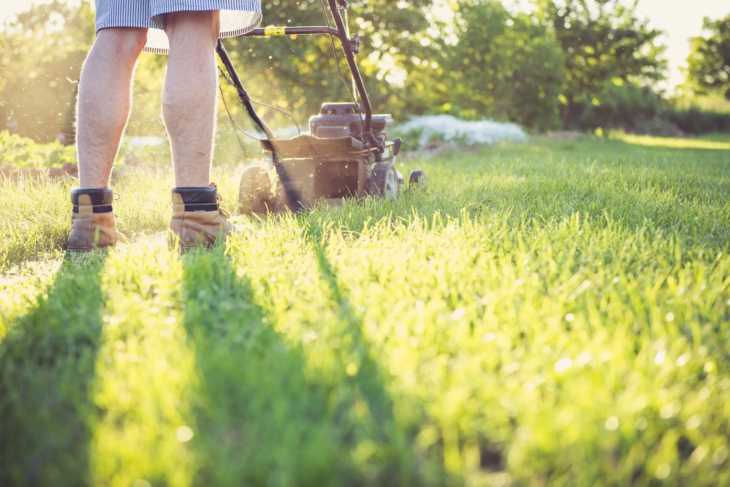 Low view across a sunlit lawn of a person's legs and work boots behind a walk-behind petrol mower, grass clippings in the air, trees and backlight beyond.