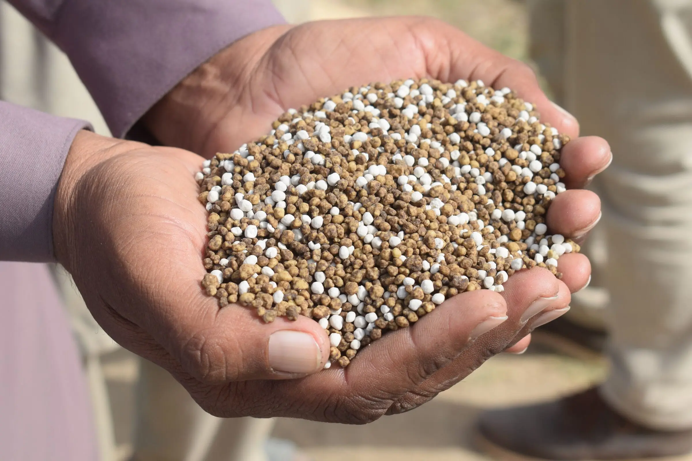 Two cupped hands holding a heap of round brown and white fertilizer granules, shallow focus, soft beige background.