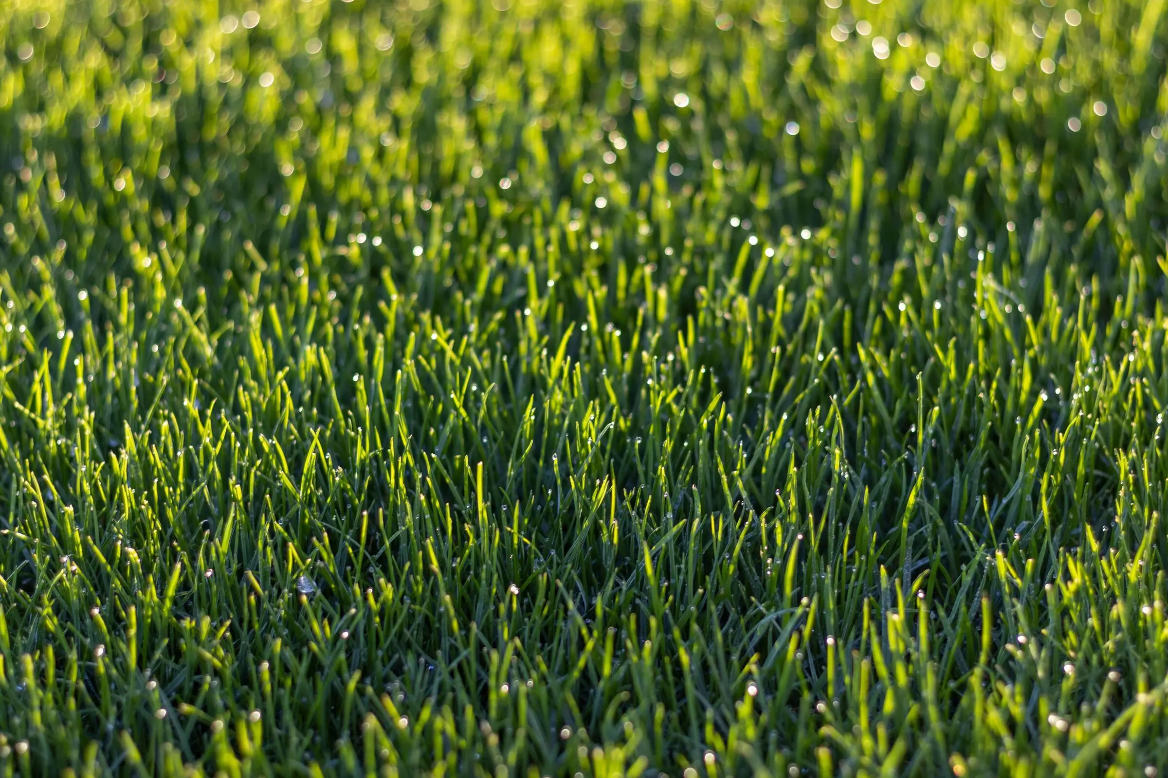 Close-up of dense, fine-bladed green turf with dew drops, early sun backlighting the blade tips and blurring the background.