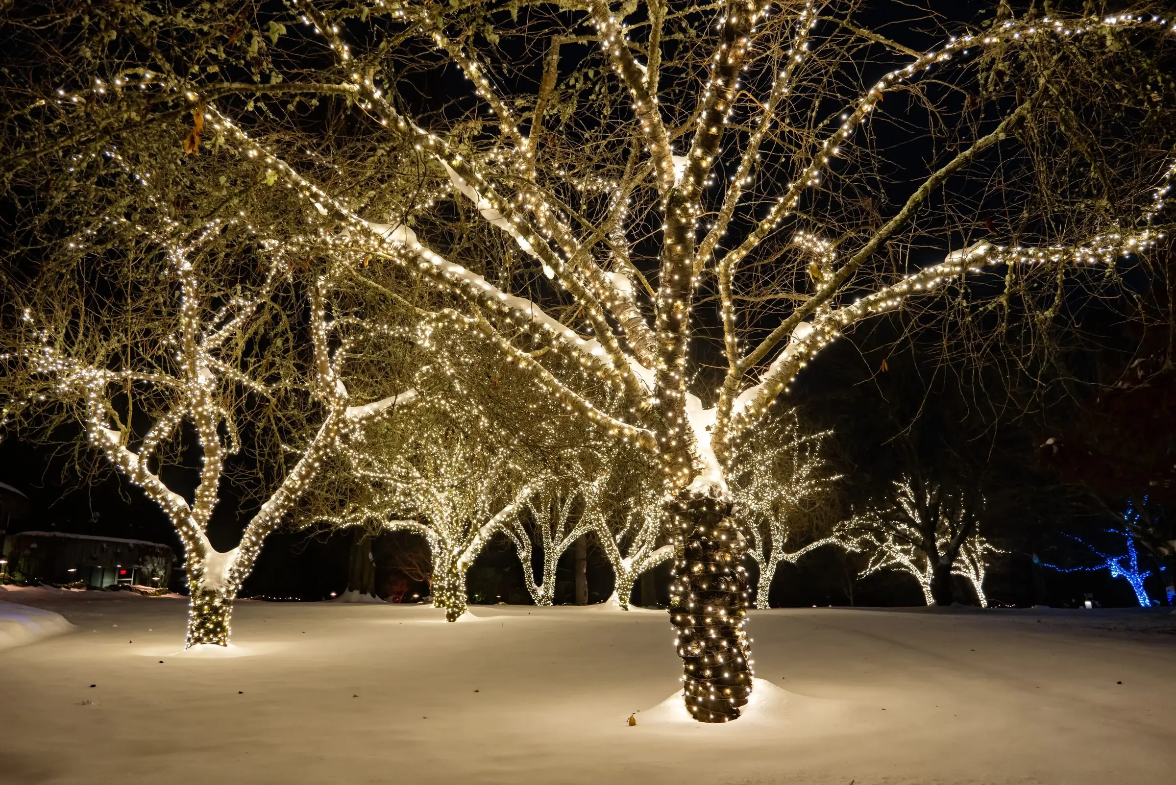 Several broad deciduous trees with every trunk and limb wrapped in warm-white mini lights, standing on a snow-covered lawn at night, with a few blue-lit trees in the distance.